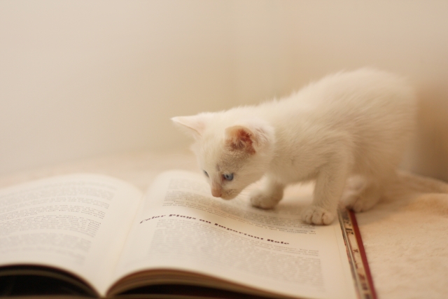 勉強する子猫